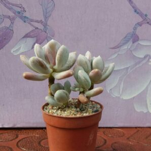 Pachyphytum glutinicaule | 77
