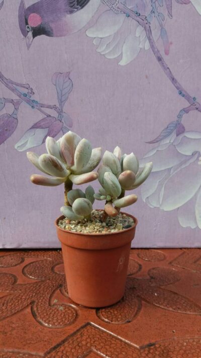 Pachyphytum glutinicaule