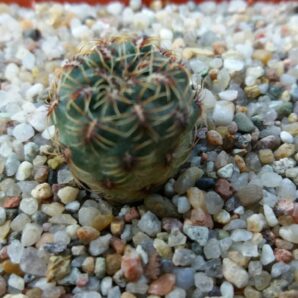 SULCOREBUTIA CANIGUERALLII VAR.APLANATA | 86
