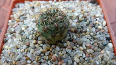 SULCOREBUTIA CANIGUERALLII VAR.APLANATA
