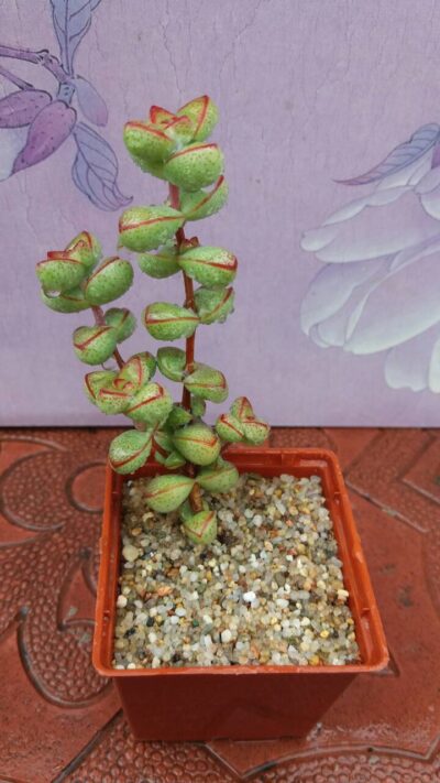 Crassula brevifolia - Зображення 2