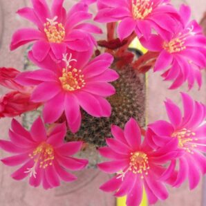 REBUTIA VIOLACIFLORA | 75