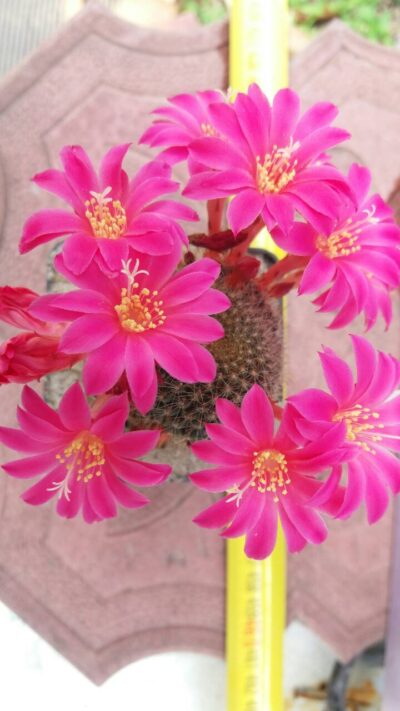 REBUTIA VIOLACIFLORA