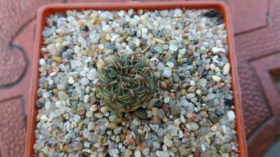 SULCOREBUTIA CANIGUERALLII VAR.APLANATA - Зображення 2