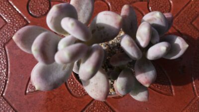 Pachyphytum glutinicaule - Зображення 4