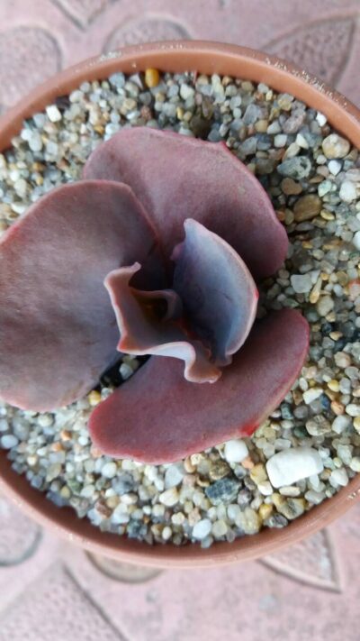 ECHEVERIA BITTERSWEET