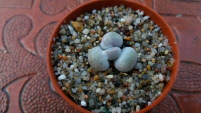 Pachyphytum oviferum - Зображення 2