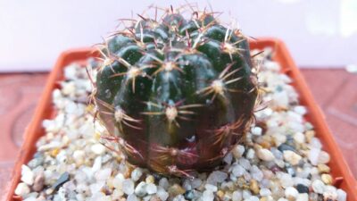 Lobivia "Arachnacantha f. nigra red" - Зображення 2