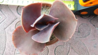 ECHEVERIA BITTERSWEET - Зображення 2