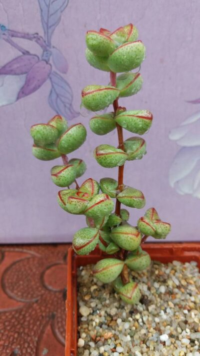 Crassula brevifolia