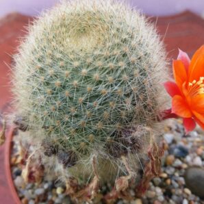 REBUTIA MUSCULA | 77