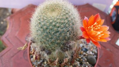 REBUTIA MUSCULA