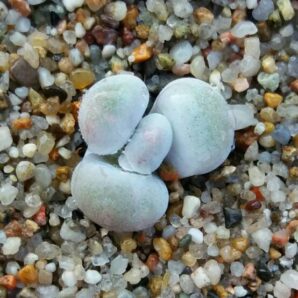 Pachyphytum oviferum | 79