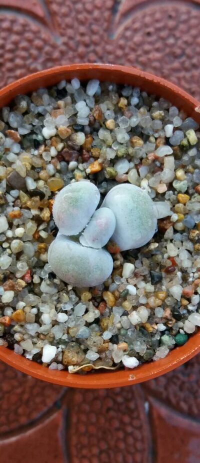 Pachyphytum oviferum