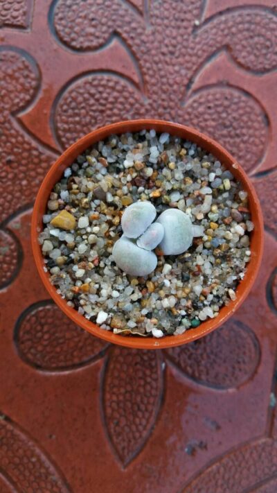 Pachyphytum oviferum - Зображення 4