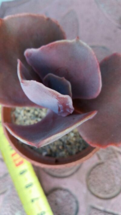ECHEVERIA BITTERSWEET