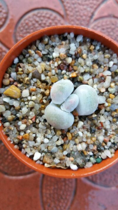 Pachyphytum oviferum - Зображення 3