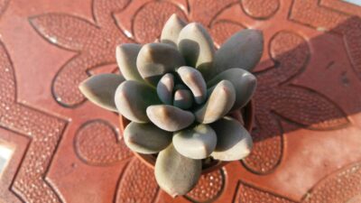 Pachyphytum fittkaui - Зображення 2