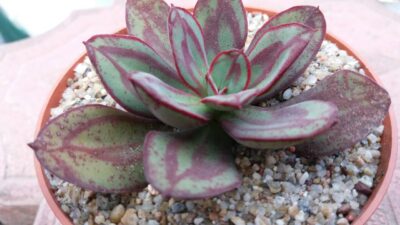 ECHEVERIA "NODULOSA"