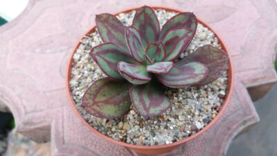 ECHEVERIA "NODULOSA" - Зображення 2