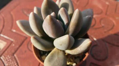 Pachyphytum fittkaui - Зображення 3