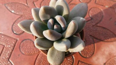Pachyphytum fittkaui