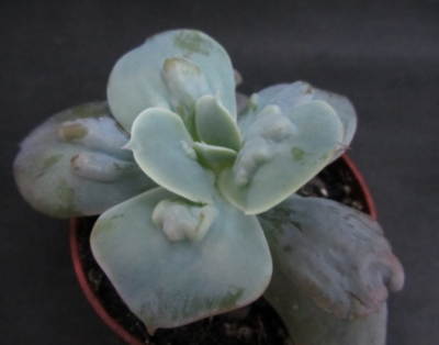 Echeveria Paul Bunyan