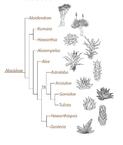 Aloidendron (Алоидендрон) | 1