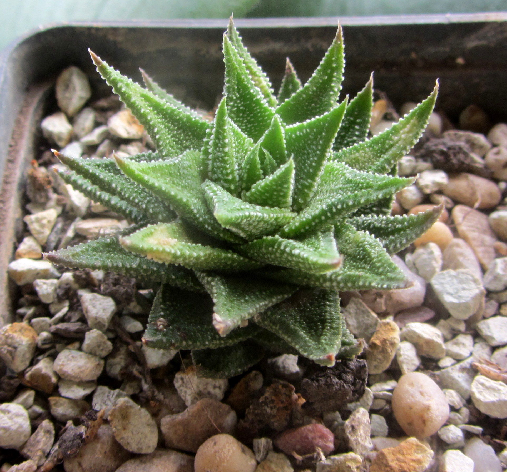 Haworthia cassytha | Магазин кактусов "Кактус Киев"