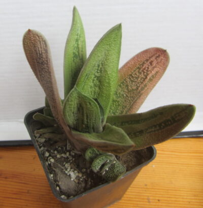 Gasteria cv. Little Warty - Зображення 2