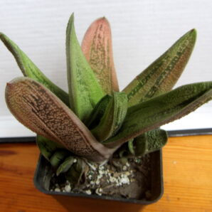 Gasteria cv. Little Warty | 48