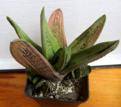 Gasteria cv. Little Warty