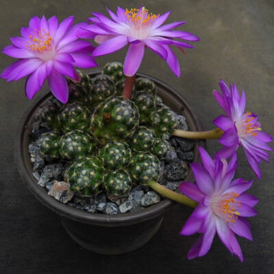 MAMMILLARIA HAUDEANA L777 (сеянец) - Зображення 2