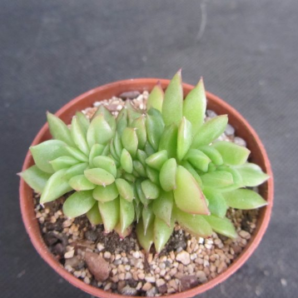 Echeveria agavoides cristata