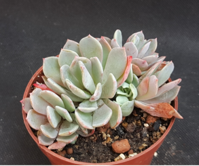 Echeveria glauca cristata