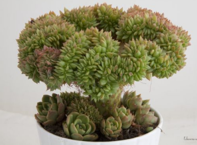 Echeveria agavoides cristata - Зображення 2