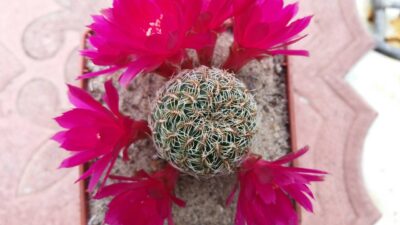 SULCOREBUTIA CRISPATA - Зображення 4
