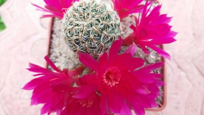 SULCOREBUTIA CRISPATA - Зображення 5