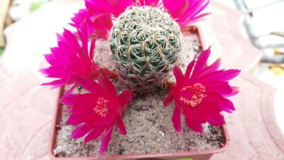 SULCOREBUTIA CRISPATA - Зображення 3
