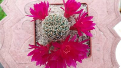SULCOREBUTIA CRISPATA