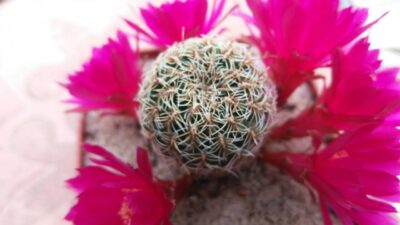 SULCOREBUTIA CRISPATA - Зображення 2