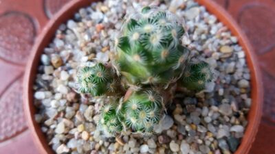 MAMMILLARIA HAUDEANA L777 (сеянец) - Зображення 3