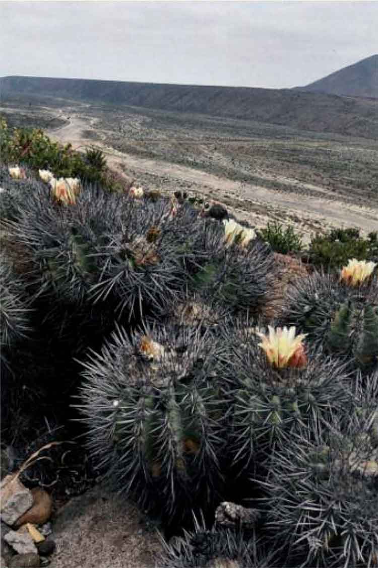 Новая Copiapoa? 1 Copiapoa