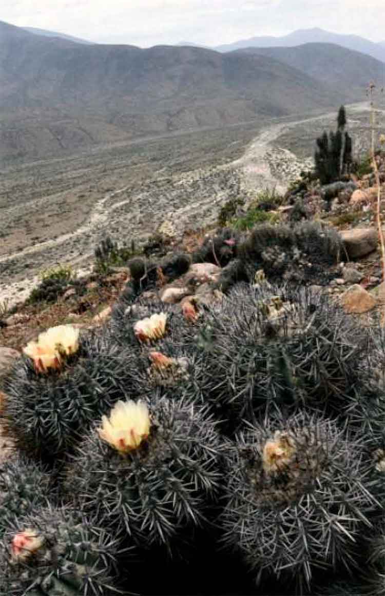 Новая Copiapoa? 2 Новая Copiapoa? | 1