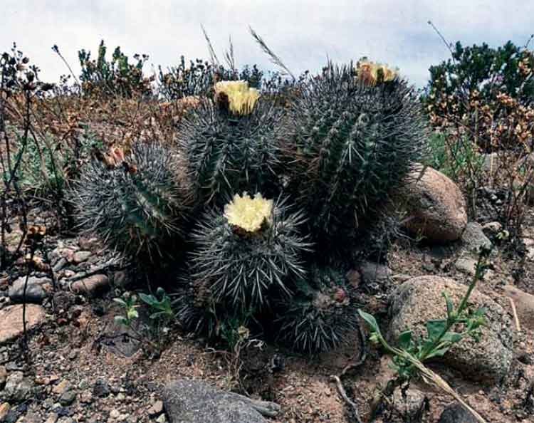 Новая Copiapoa?