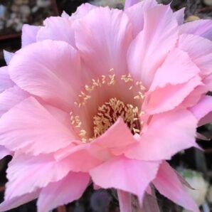 невкорінена діточка Echinopsis Spring Blush , d = 2 см, h = 2,5 см
