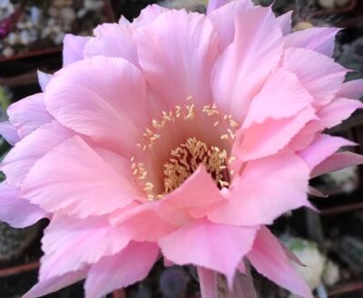невкорінена діточка Echinopsis Spring Blush , d = 2 см, h = 2,5 см