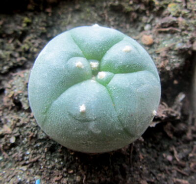 LOPHOPHORA ECHINATA V. DIFFUSA