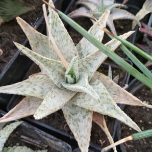 Aloe cv. White Cloud | 7