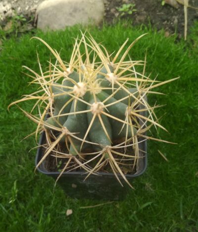 FEROCACTUS ACANTHODES - Зображення 2